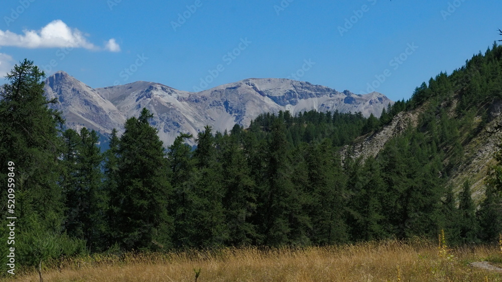 forêt des mélèzes dans les alpes au milieu des alpages sous un ciel bleu