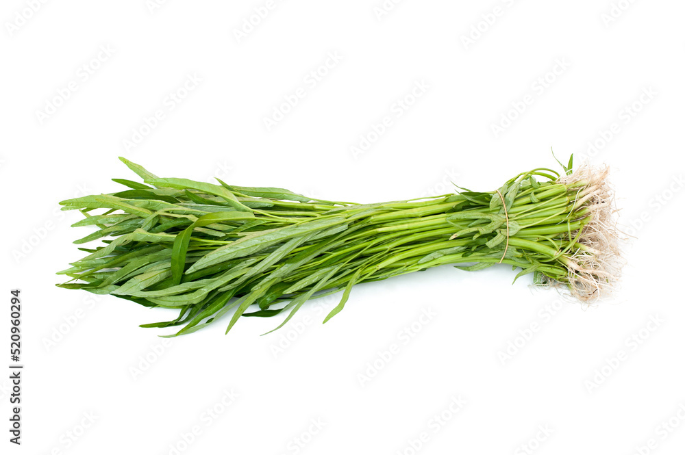 Water Convolvulus isolated on white background. Water Convolvulus isolated on white background.