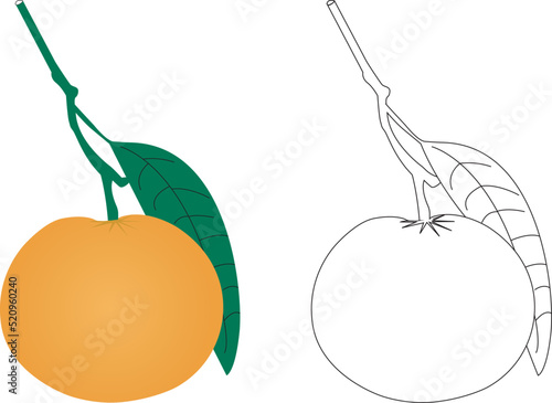 Orange Tropical Fruit. Fresh Organic Food. Vector Art Line Illustration With sketch