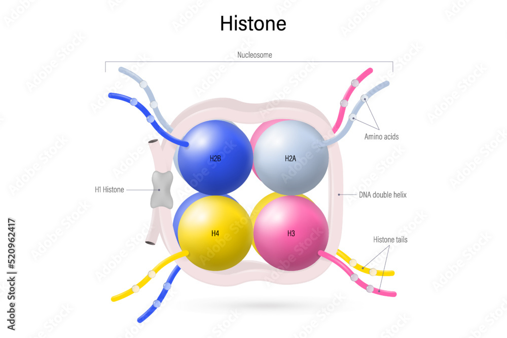 Vecteur Stock Structure of Histone protein. 8 histone proteins (H2A, H2B,  H3, and H4) core. Nucleosome.