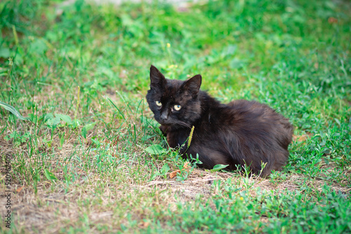 A black cat is sitting on a grass looking at the camera. Homeless animals on the streets