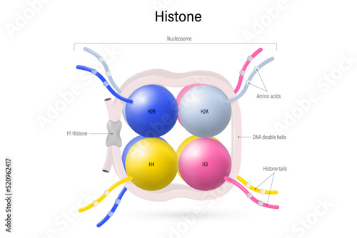 Structure of Histone protein.  8 histone proteins (H2A, H2B, H3, and H4) core. Nucleosome.