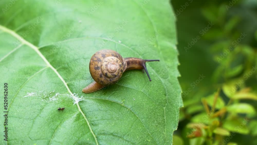 Snail crawling slowly on green leaf Snail crawling slowly on green leaf