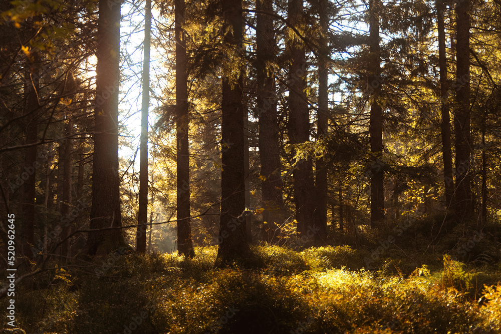 Fototapeta premium sun rays in the forest