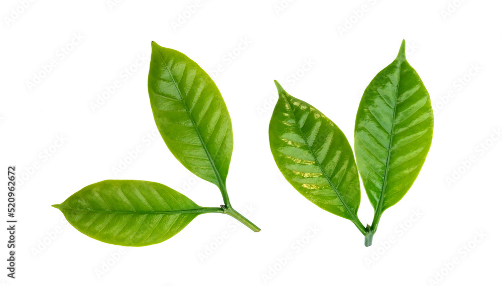 Green Arabica coffee leaf on a white background. Green Arabica coffee leaf on a white background.