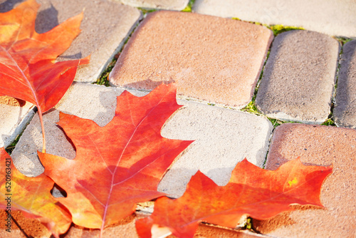 Fall maple leaf on decorative pavement. Autumn background. Copy space. photo