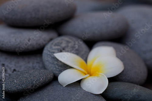 Exotic Frangipani Flower On Grey Pebble