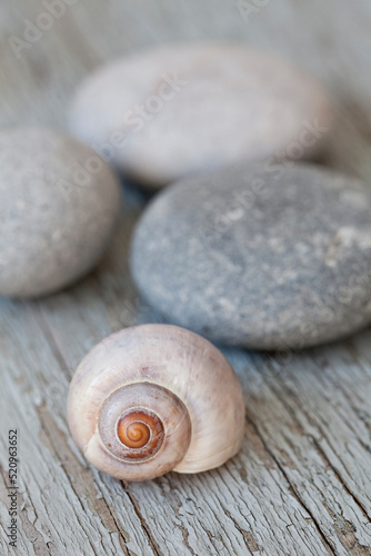 Photography Minimalistic Still Life With Grey Pebble And Shell