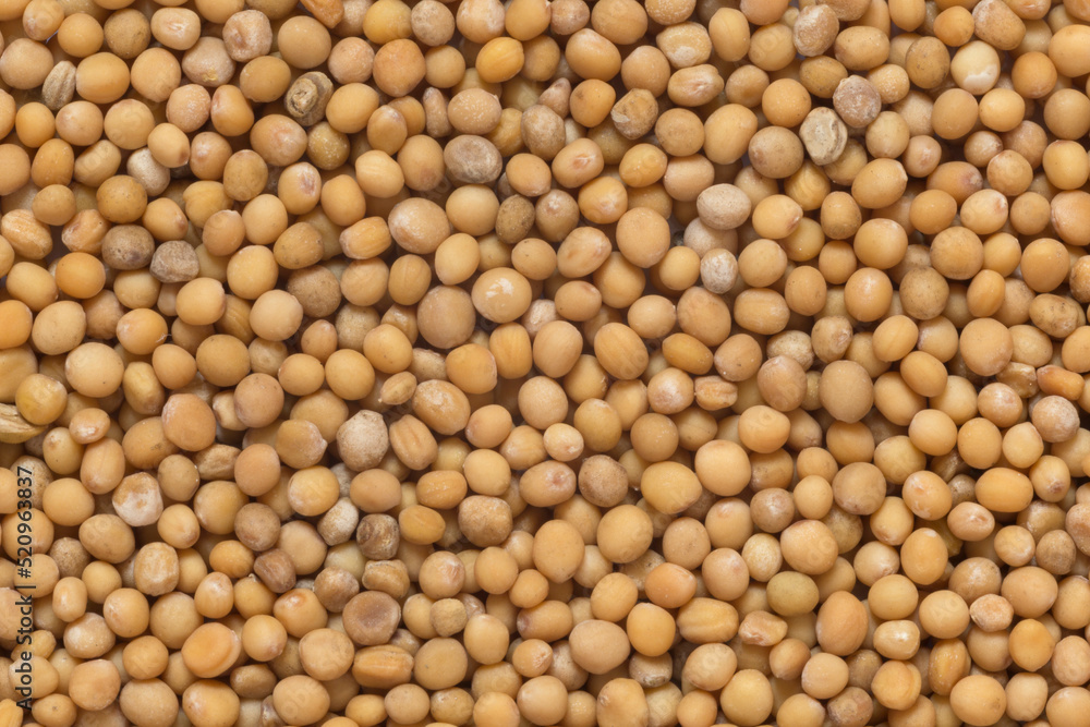 close up of mustard seeds close up of mustard seeds