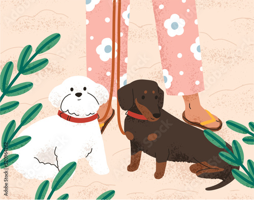 Bichon and dachshund dogs breeds at pet owners legs during stroll outdoor. Woman leading cute purebred doggies, two little puppies on leash in nature, beach in summer. Flat vector illustration