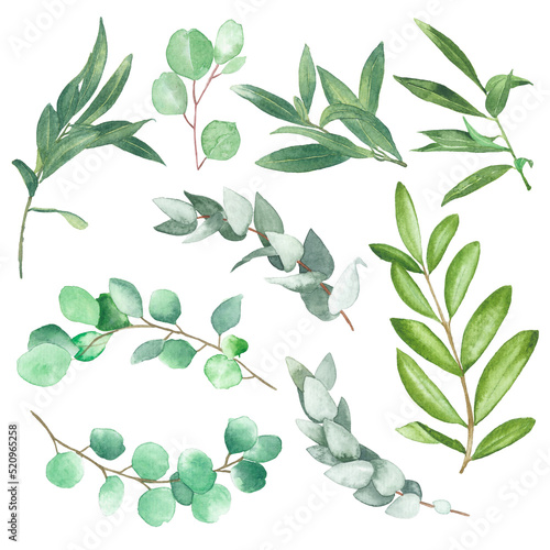 Watercolor olive leaf paint illustration with clipping parts isolated on white background.