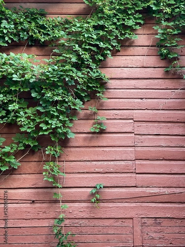 Ivy weaving on a wooden pink wall