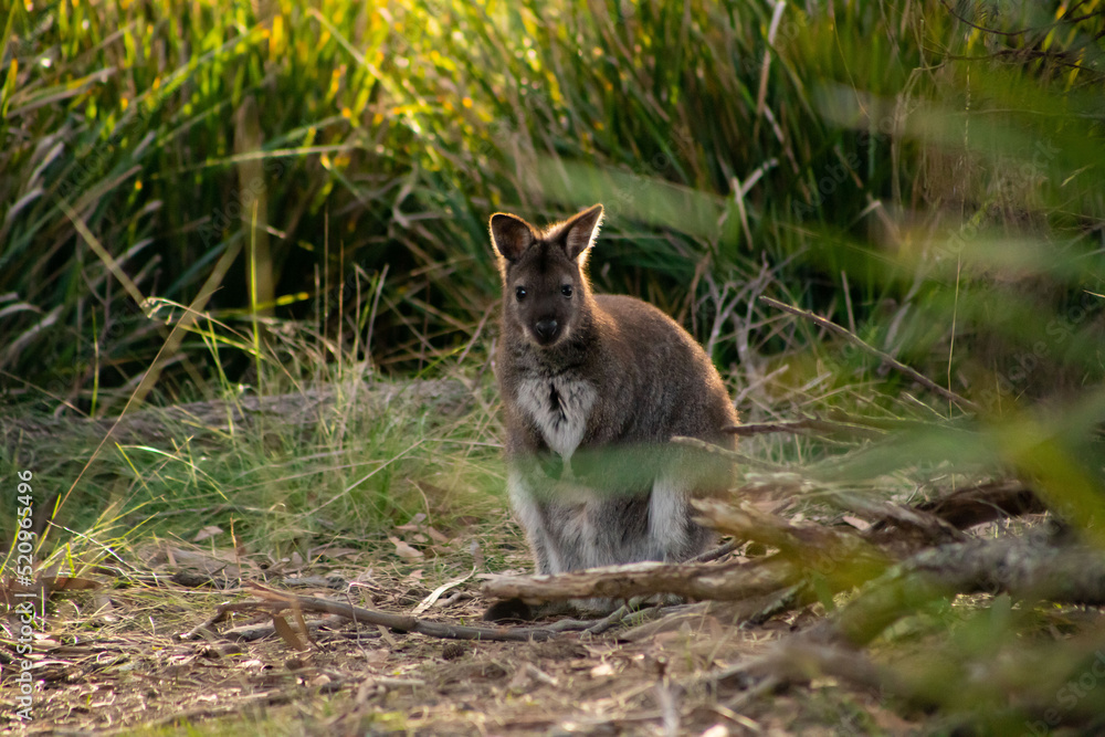Cute and beautiful wild wallaby in a bush at Freycinet national park Tasmania Australia - obrazy, fototapety, plakaty 