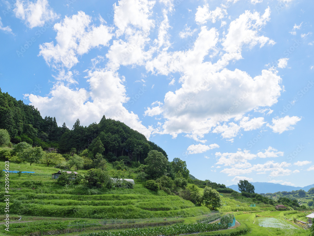 Asia, rural village in midsummer, crisp and beautiful scenery surrounded by blue sky and forest