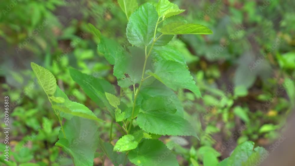 wild plants on the edge of the ditch blown by the wind. 4K videos.