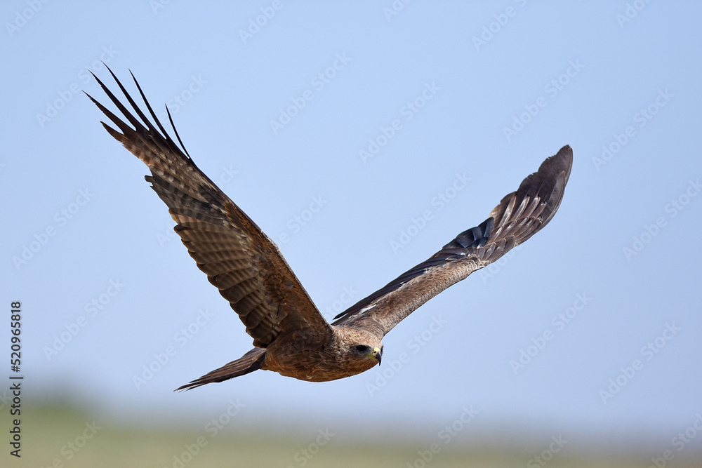 Obraz premium milan noir