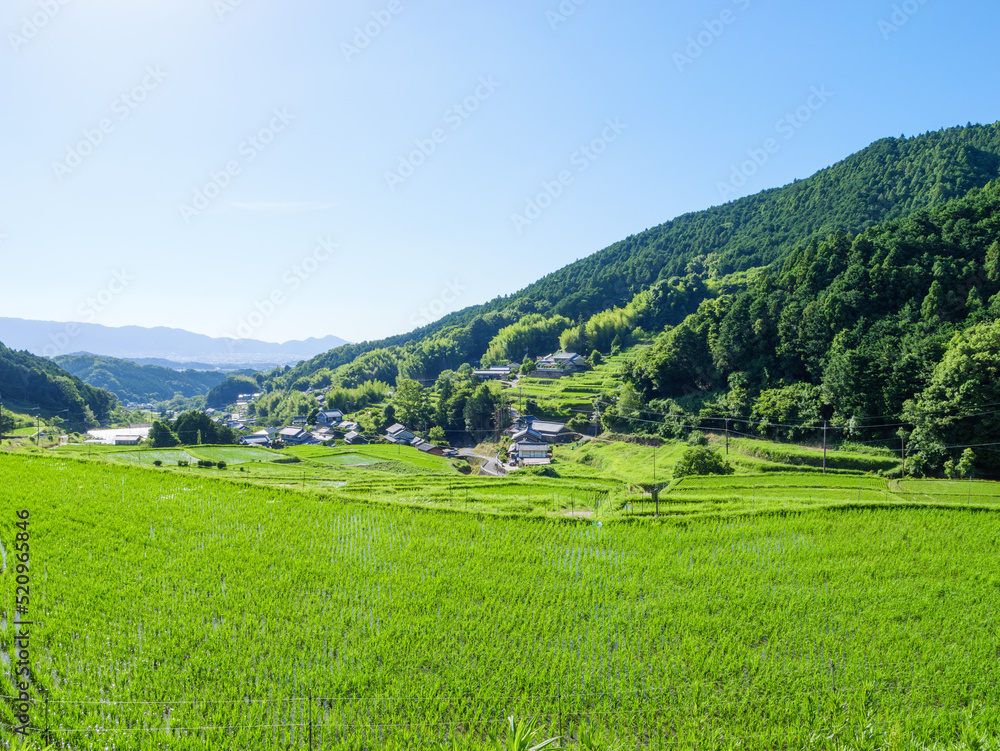 Naklejka premium A beautiful scene in a sunny Asian village in mid-summer, with rice paddies planted with bright green rice.