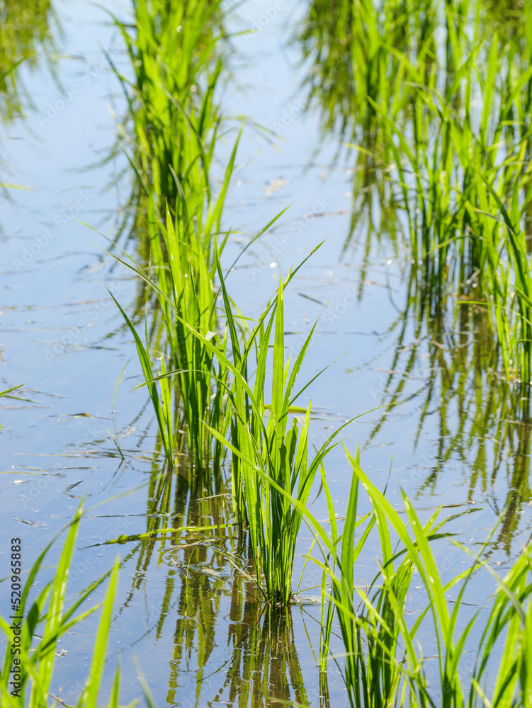 Rice seedlings planted in a paddy field in mid-summer in Japan, exuding vitality. Rice seedlings planted in a paddy field in mid-summer in Japan, exuding vitality.