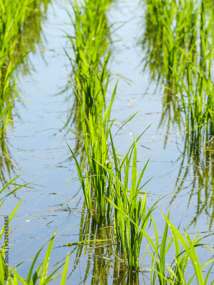Rice seedlings planted in a paddy field in mid-summer in Japan, exuding vitality. Rice seedlings planted in a paddy field in mid-summer in Japan, exuding vitality.