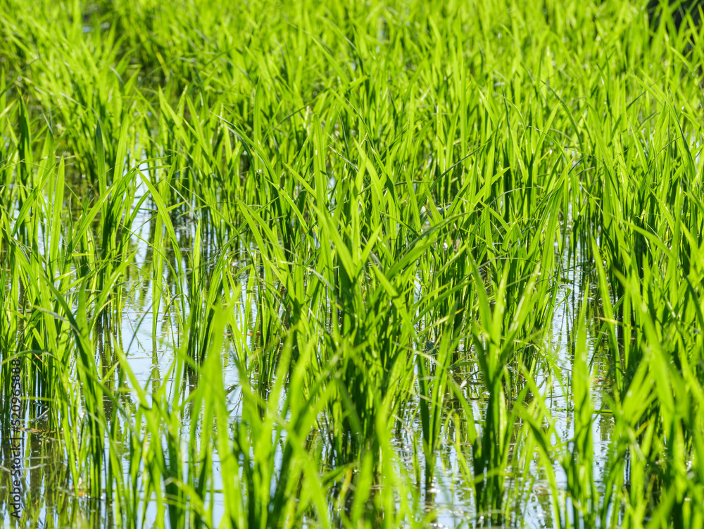 Obraz premium Rice seedlings planted in a paddy field in mid-summer in Japan, exuding vitality.