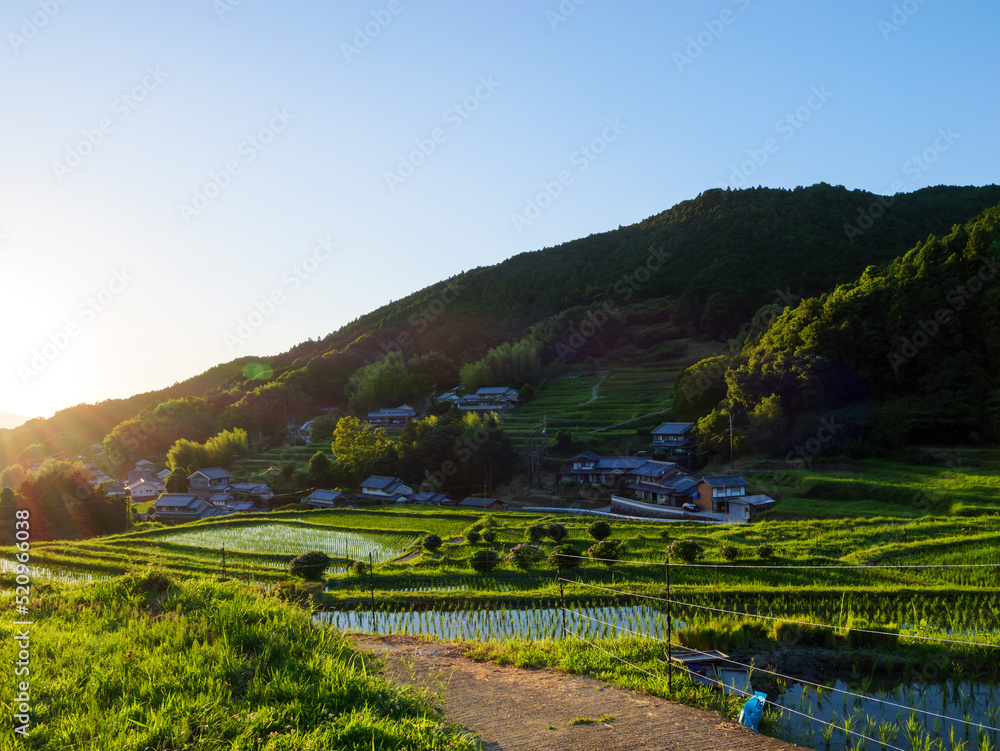 Fototapeta premium Paddy fields and rice seedlings illuminated by the bright red sunset on a summer evening in Asia.