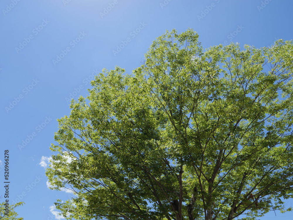 Midsummer sky, green trees and crisp blue sky Midsummer sky, green trees and crisp blue sky