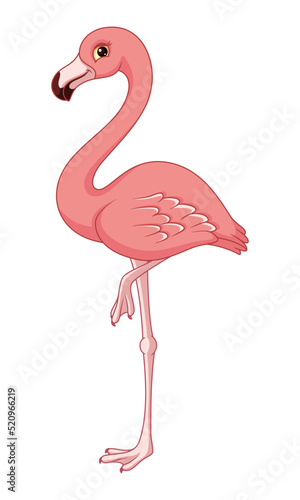 Bird pink flamingo vector cartoon illustration