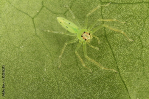 close up of a Green lynx spider (Peucetia viridans) camoflague and isolated on a natural green leaf photo