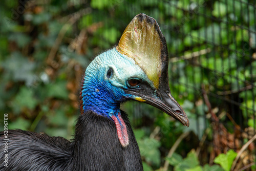 the head and crest of a Southern cassowary (Casuarius casuarius) isolated on a natural background