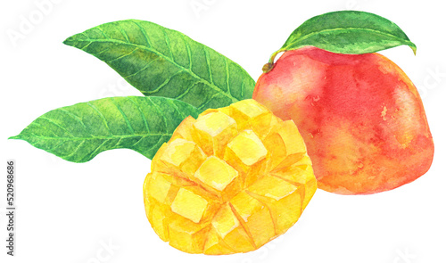 マンゴー　アップルマンゴー　カットフルーツ　葉　水彩画 photo
