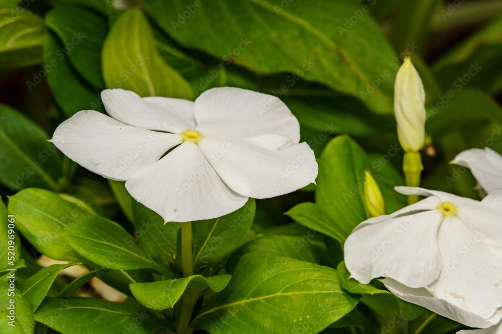Fototapeta premium ニチニチソウの花