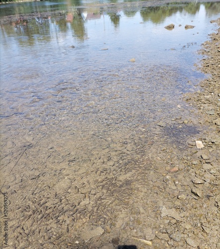 river in the forest