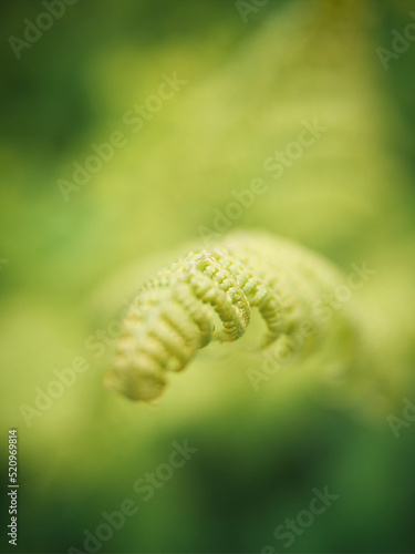 Fern leaf