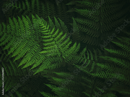 Fern leaf