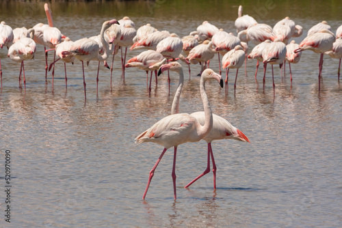Flamingos at the Camargue region, France