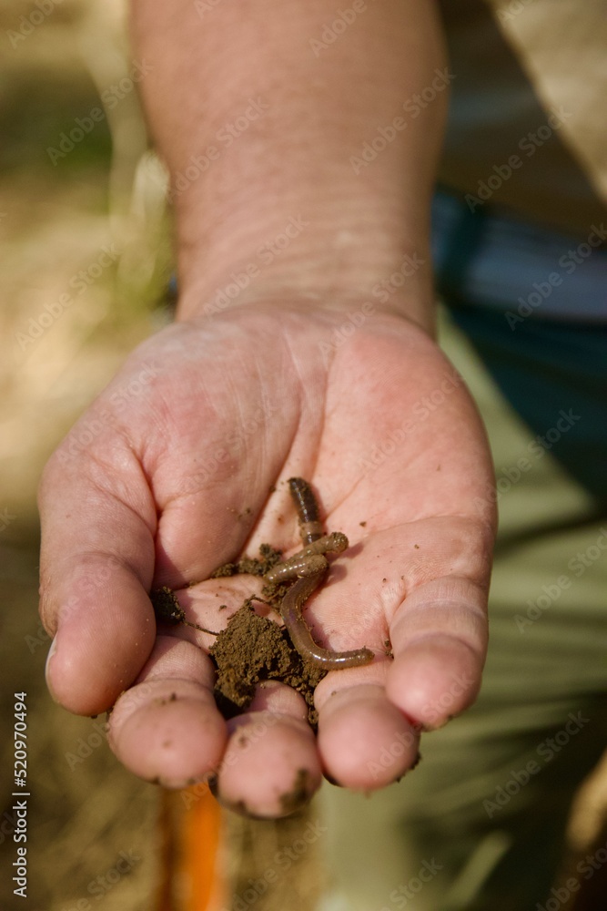 earthworms in hand earthworms in hand