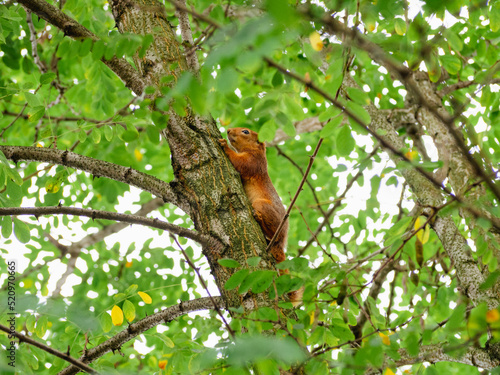 A squirrel carefully climbing up a tree branch, trying to take cover