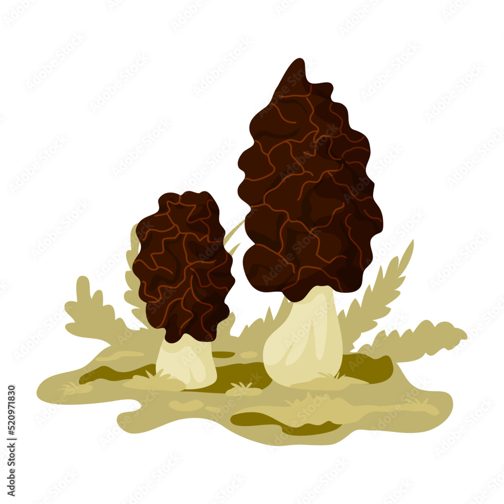 Morels, wild mushrooms in cartoon style. Morels, wild mushrooms in cartoon style.