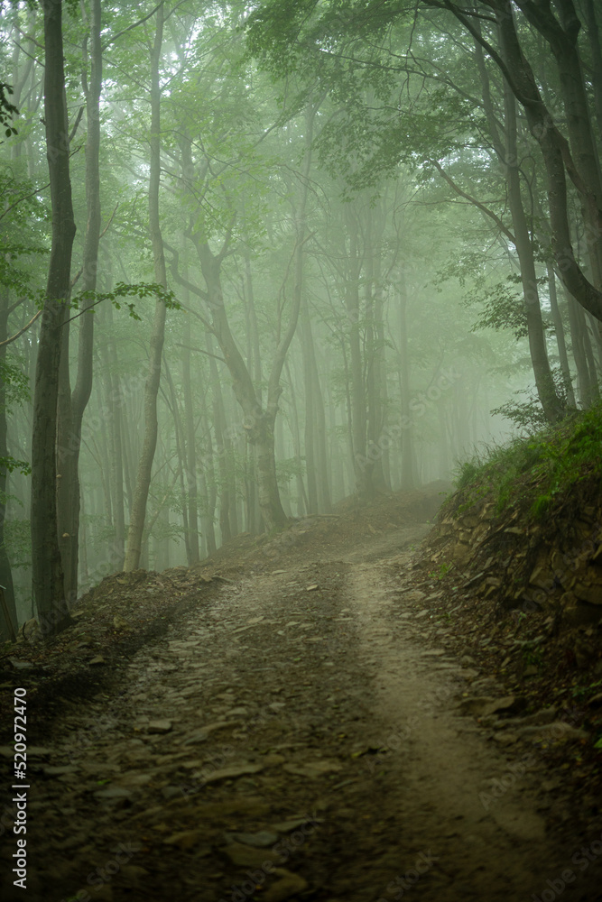 Fototapeta premium morning in the fog