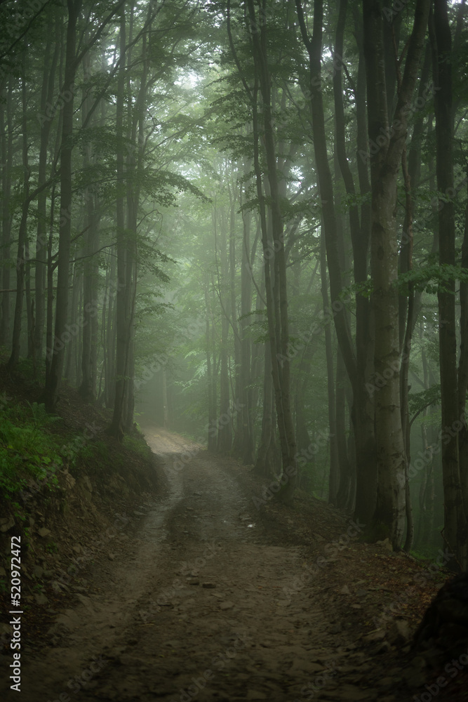 Obraz premium path in the forest