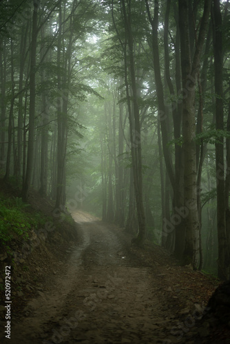 path in the forest