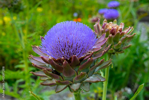 Blue Cardoon flower also called artichoke thistle. photo