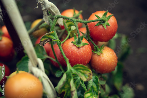 Fototapeta Naklejka Na Ścianę i Meble -  Fresh summer ripe cherry tomatoes in a greenhouse.