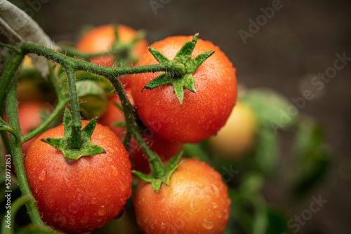Fotografia Fresh summer ripe cherry tomatoes in a greenhouse.