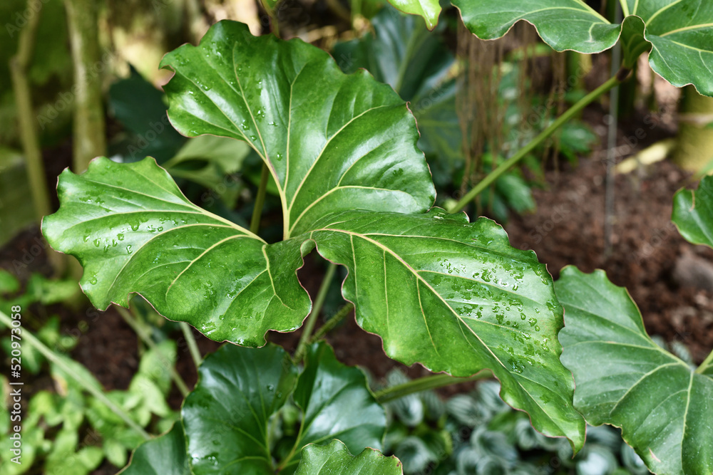 Obraz premium Large wavy leaf with ruffled edges of an exotic 'Anthurium Brownii' plant