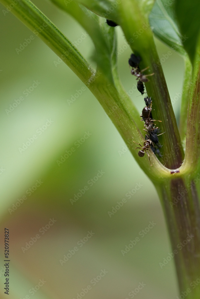 Blackfly and ants on a dahlia plant in early summer, England, United Kingdom Blackfly and ants on a dahlia plant in early summer, England, United Kingdom