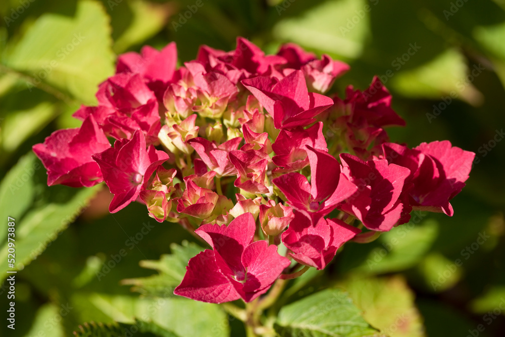 Hydrangea flower head in July, United Kingdom Hydrangea flower head in July, United Kingdom
