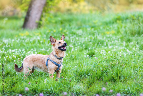 Portrait of a terrier on a green meadow with flowers. 