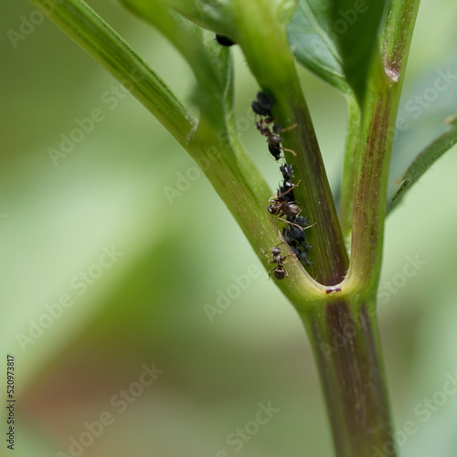 Blackfly and ants on a dahlia plant in early summer, England, United Kingdom