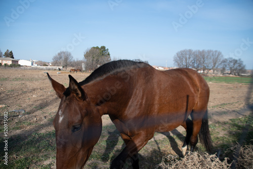 horses